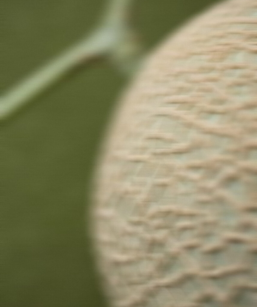 Honeydew